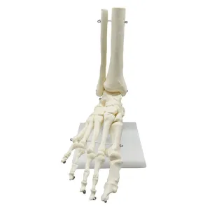 1:1 Lifesize Human Foot Skeleton Anatomy Model Medical Science Teaching Resources Dropshipping